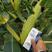 矮杆抗倒大棒，马牙，胶质，高产玉米种子高产玉米种晋单78