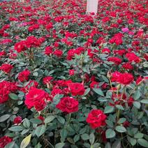 精品微型玫瑰，欧月玫瑰，钻石玫瑰大量上市，基地直发直销，