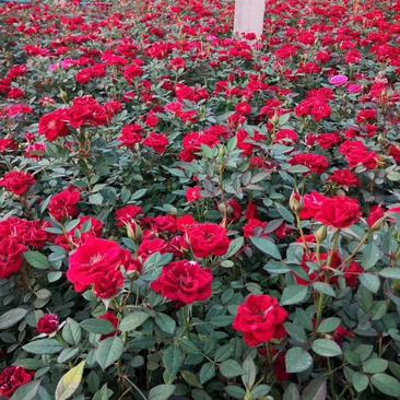 精品微型玫瑰，欧月玫瑰，钻石玫瑰大量上市，基地直发直销，