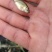 黄金鲫苗
