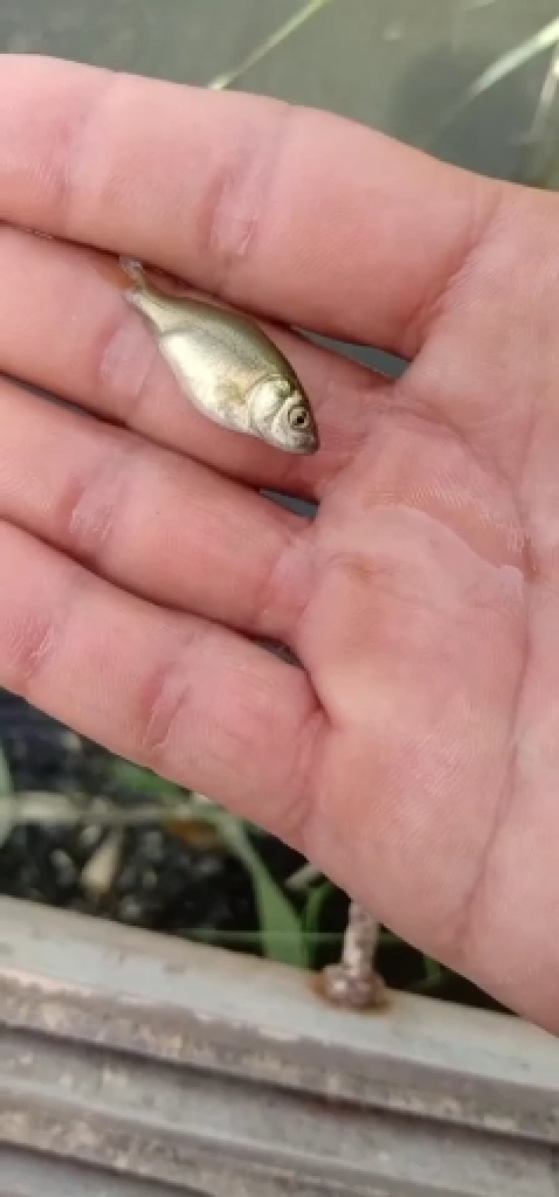 黄金鲫苗
