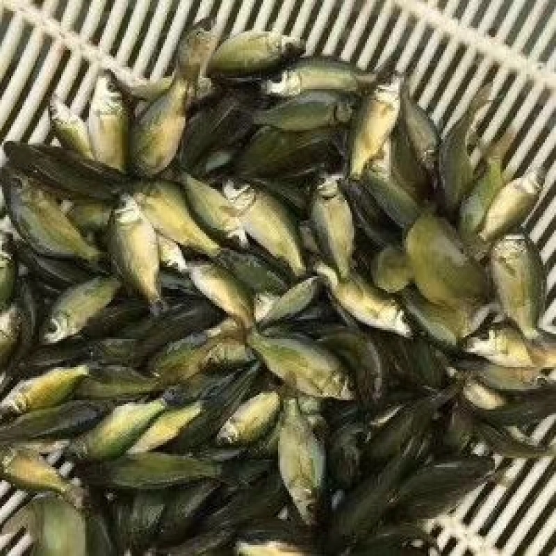 黄金鲫苗