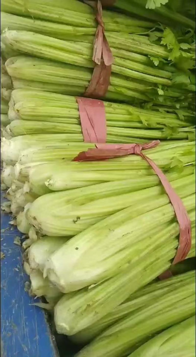 芹菜大量上市。。。。。。质量好。。无苔。。。