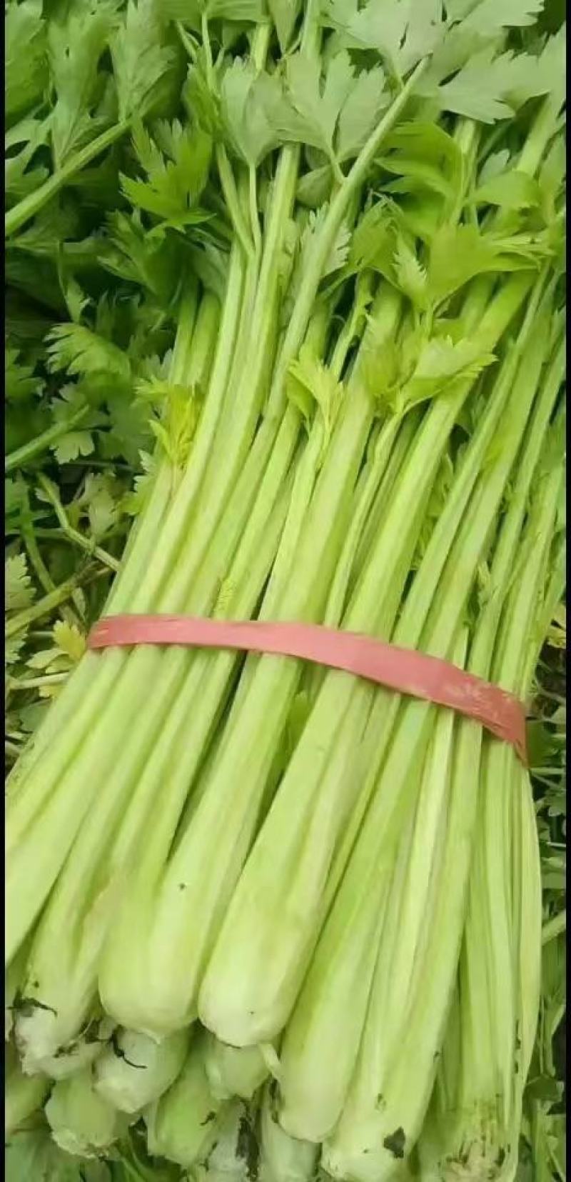 芹菜大量上市。。。。。。质量好。。无苔。。。