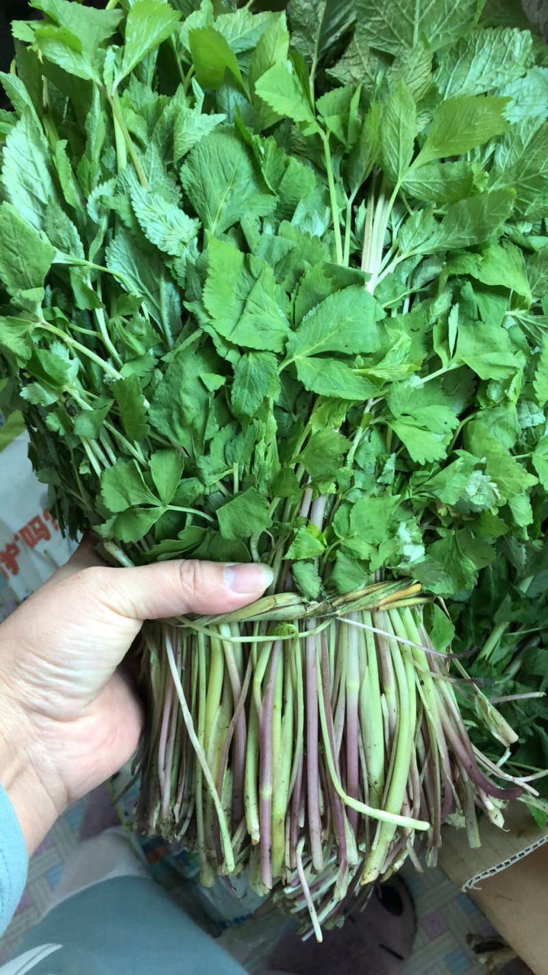 大叶芹