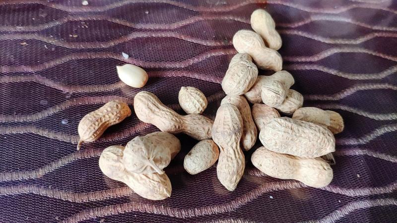 小日本花生炒货专供精选小花生批发颗粒饱满