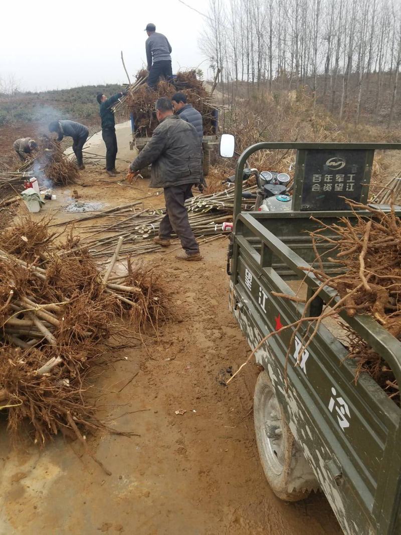 河南南阳桐柏地区泡桐4公分便宜质优价廉