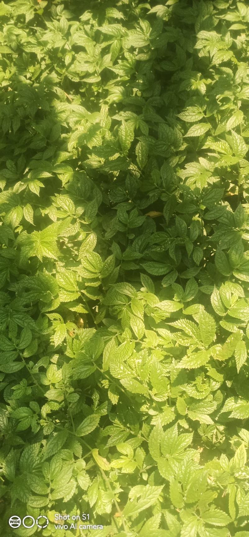 楼梯草，鹿角七，冷草，上天梯，现採现卖，大家有需要请联系