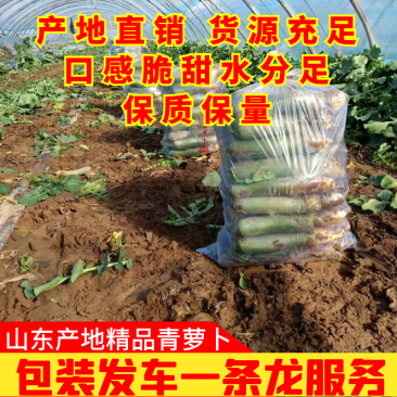 山东潍坊青萝卜产地批发代发全国,价格靠谱,协助找车装货