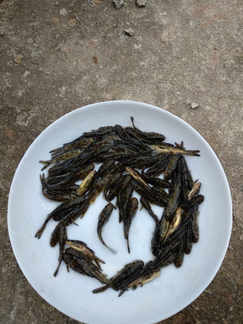 黄颡鱼苗，黄辣丁鱼苗，肉质好，量大从优，欢迎各位光临。