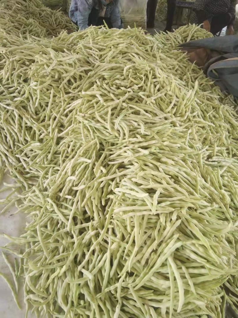 白不老芸豆条直色绿产地供应精品质量欢迎咨询