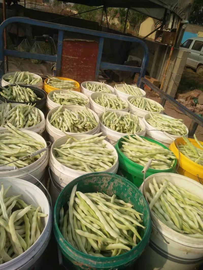 白不老芸豆条直色绿产地供应精品质量欢迎咨询