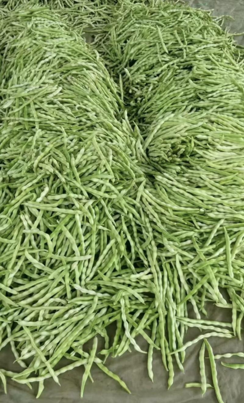 白不老芸豆条直色绿产地供应精品质量欢迎咨询