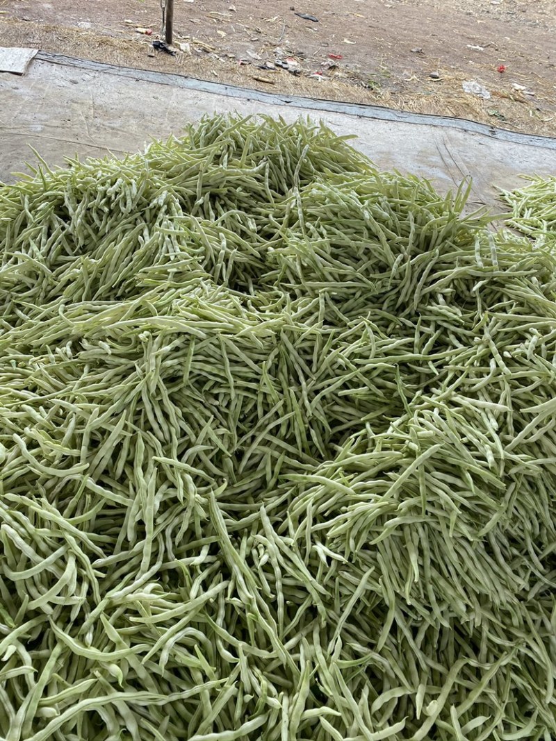 白不老芸豆条直色绿产地供应精品质量欢迎咨询