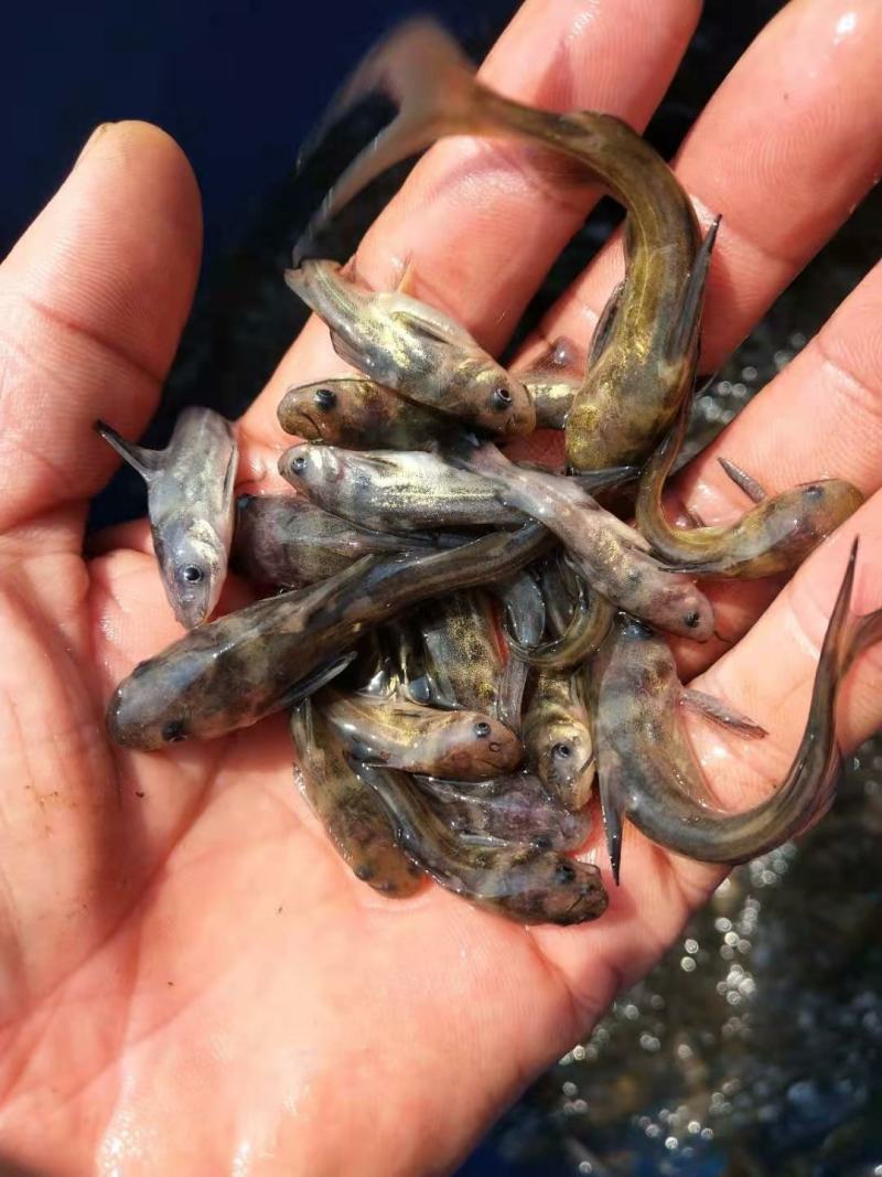 黄颡鱼苗，黄辣丁鱼苗，肉质好，量大从优，欢迎各位光临。
