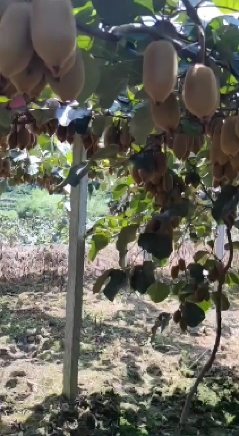 米良一号湖南湘西凤凰县绿心猕猴桃（电商，社区超市，市场）