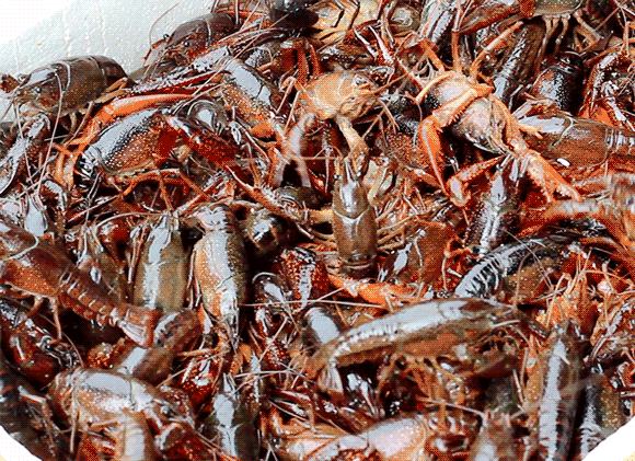 小龙虾烹饪成品图