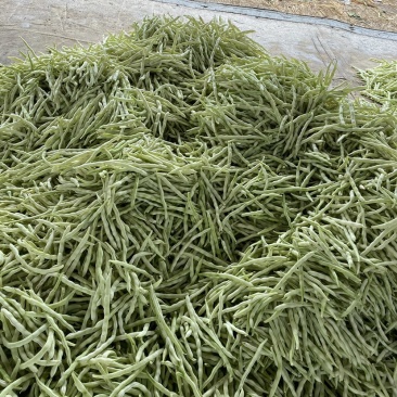 九粒白芸豆产地直供诚信服务欢迎咨询