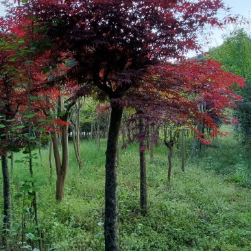 日本红枫