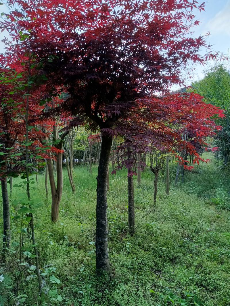 日本红枫