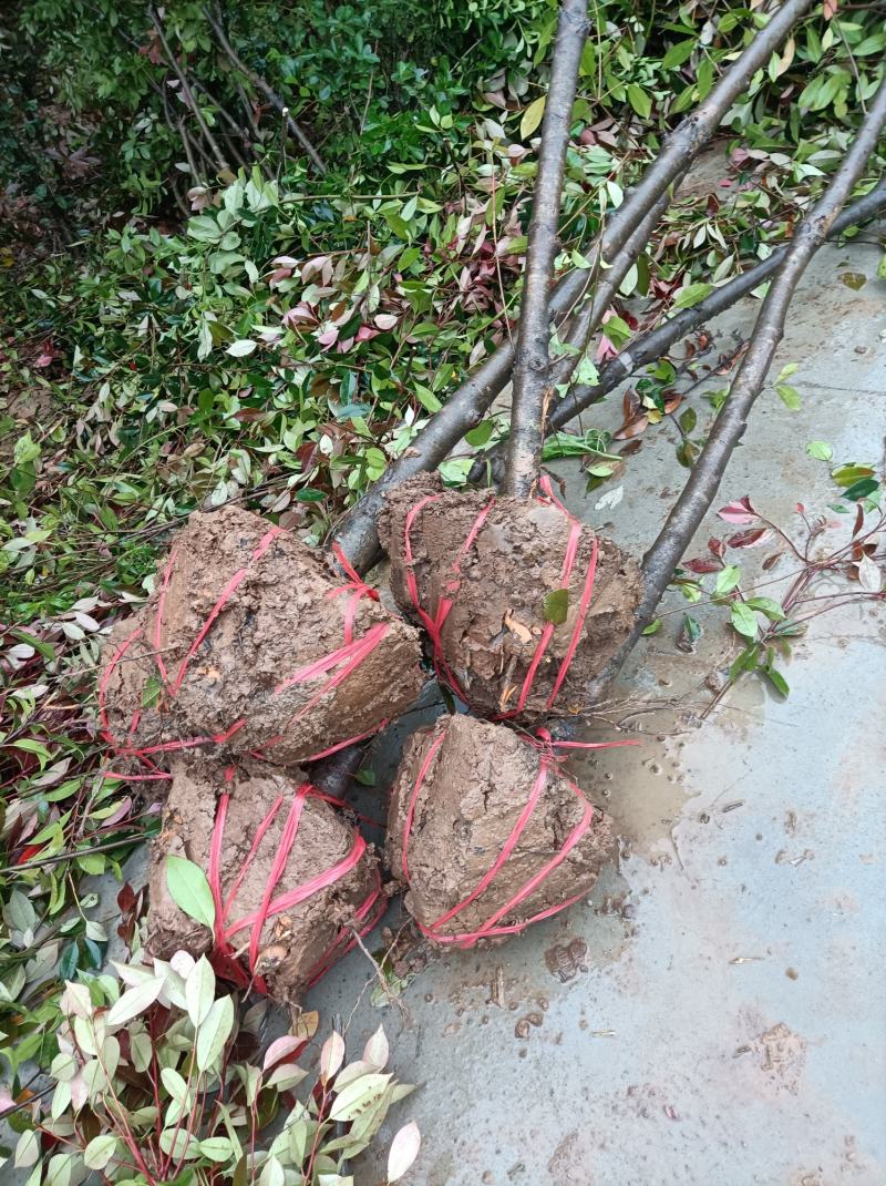 河南桐柏地区红叶石楠3公分10块，2公分7块，4公分22
