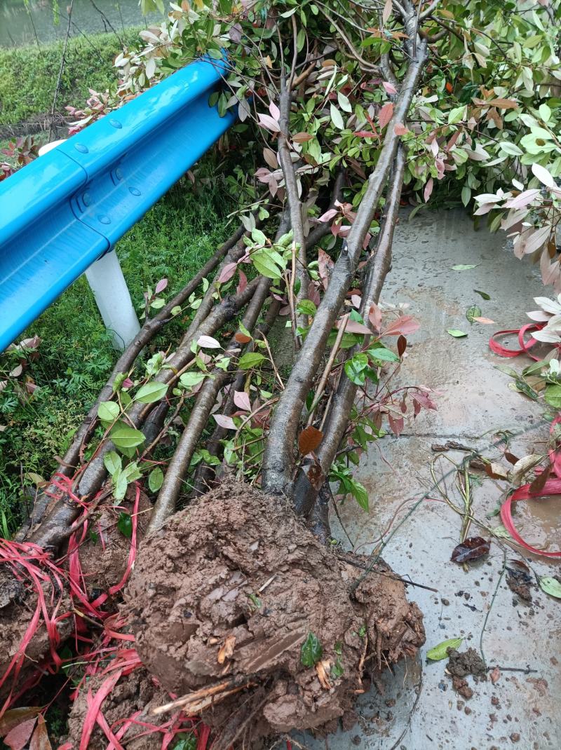 河南桐柏地区红叶石楠3公分10块，2公分7块，4公分22
