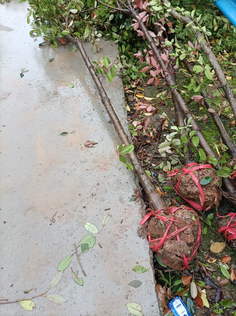 河南桐柏地区红叶石楠3公分10块，2公分7块，4公分22
