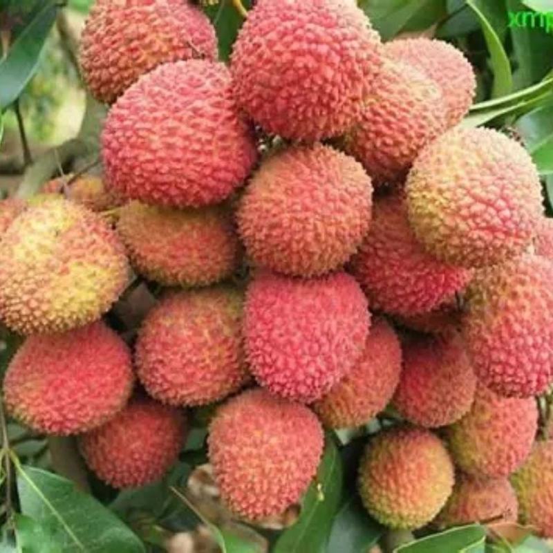 广东荔枝基地，大量有货，价格漂亮，质量保证