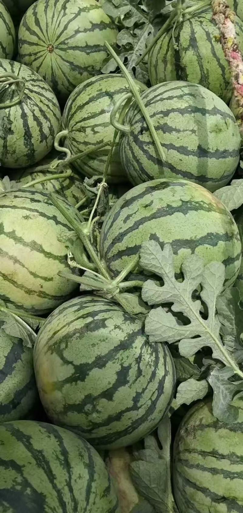 精品西瓜8424，美度，大量上市，产地提供支持代发欢迎采