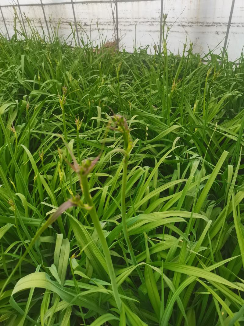 黄花菜