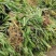 鸢尾深山鸢尾园林绿化工程用苗常年供应量大从优耐寒耐冻