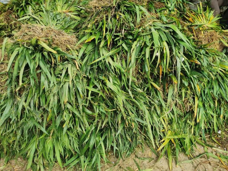 鸢尾深山鸢尾园林绿化工程用苗常年供应量大从优耐寒耐冻