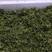 木姜子，别名（山苍子，荜澄茄）有300亩种植基地供货