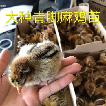 青脚麻鸡苗厂家直销包打疫苗