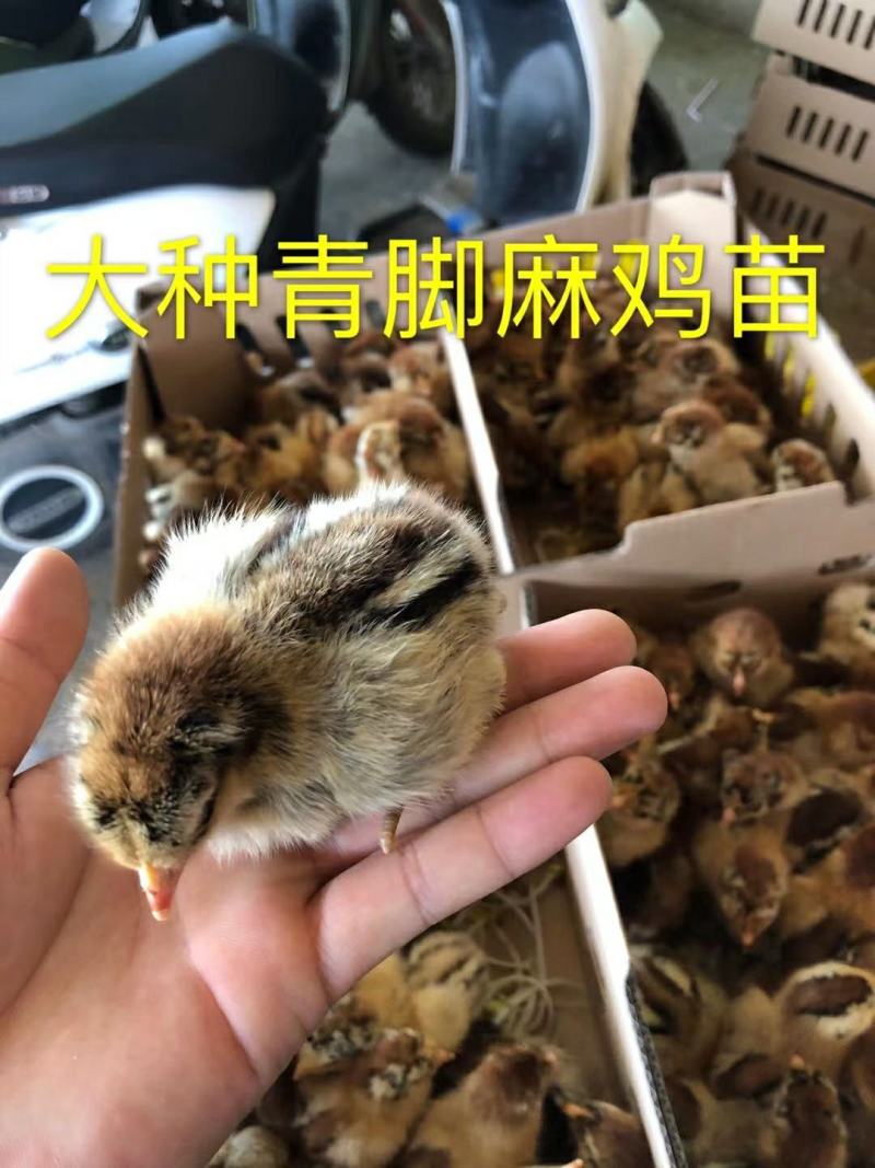 青脚麻鸡苗厂家直销包打疫苗