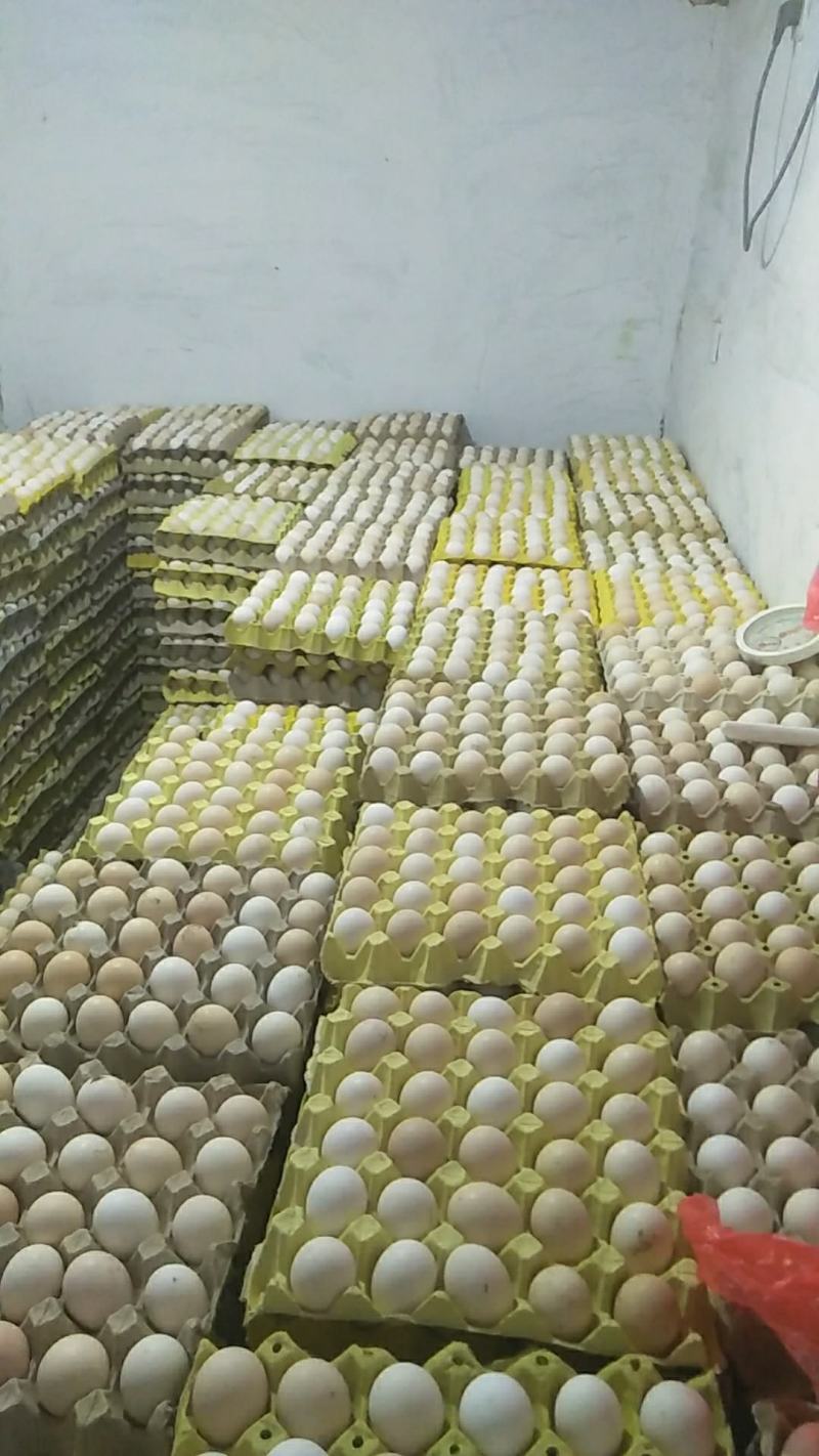 大量出售土鸡蛋，一年半的大公鸡和母鸡，自家养殖，质量保证