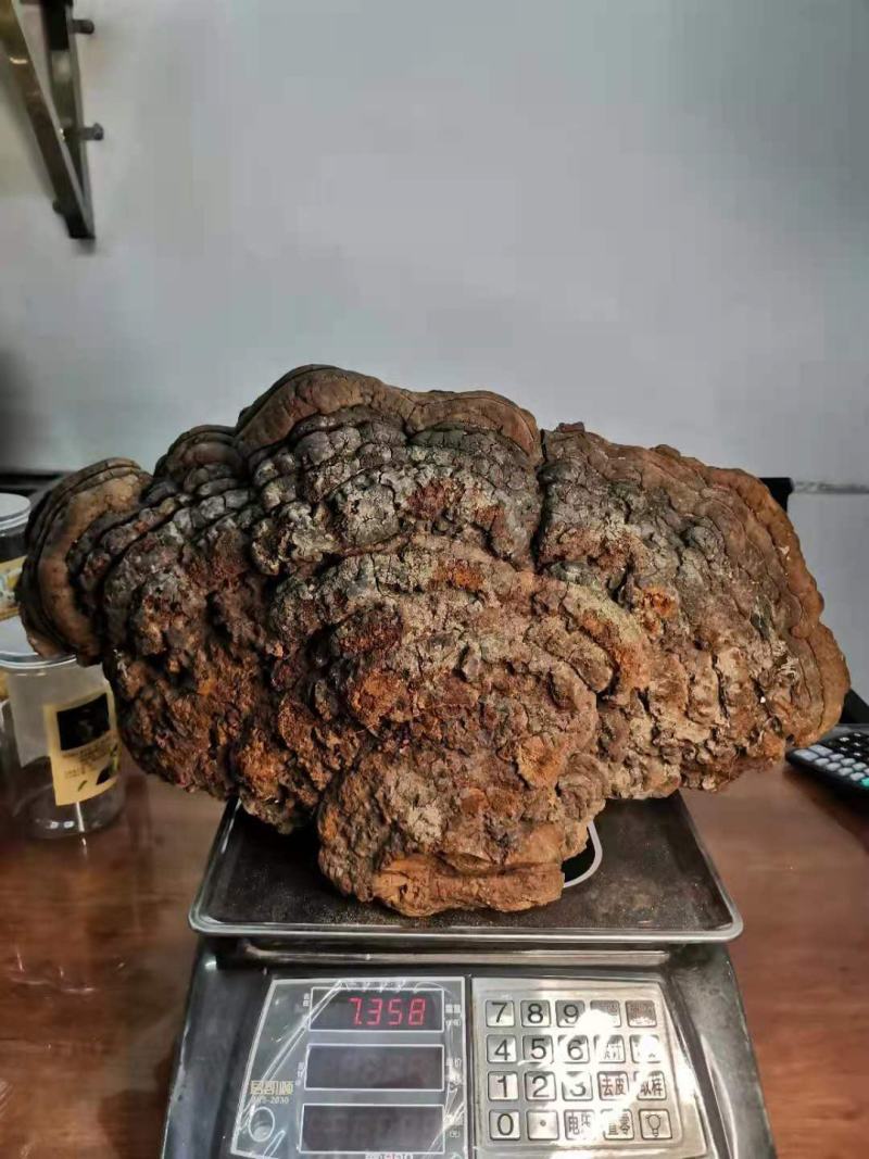 特大紫油黄——桑黄