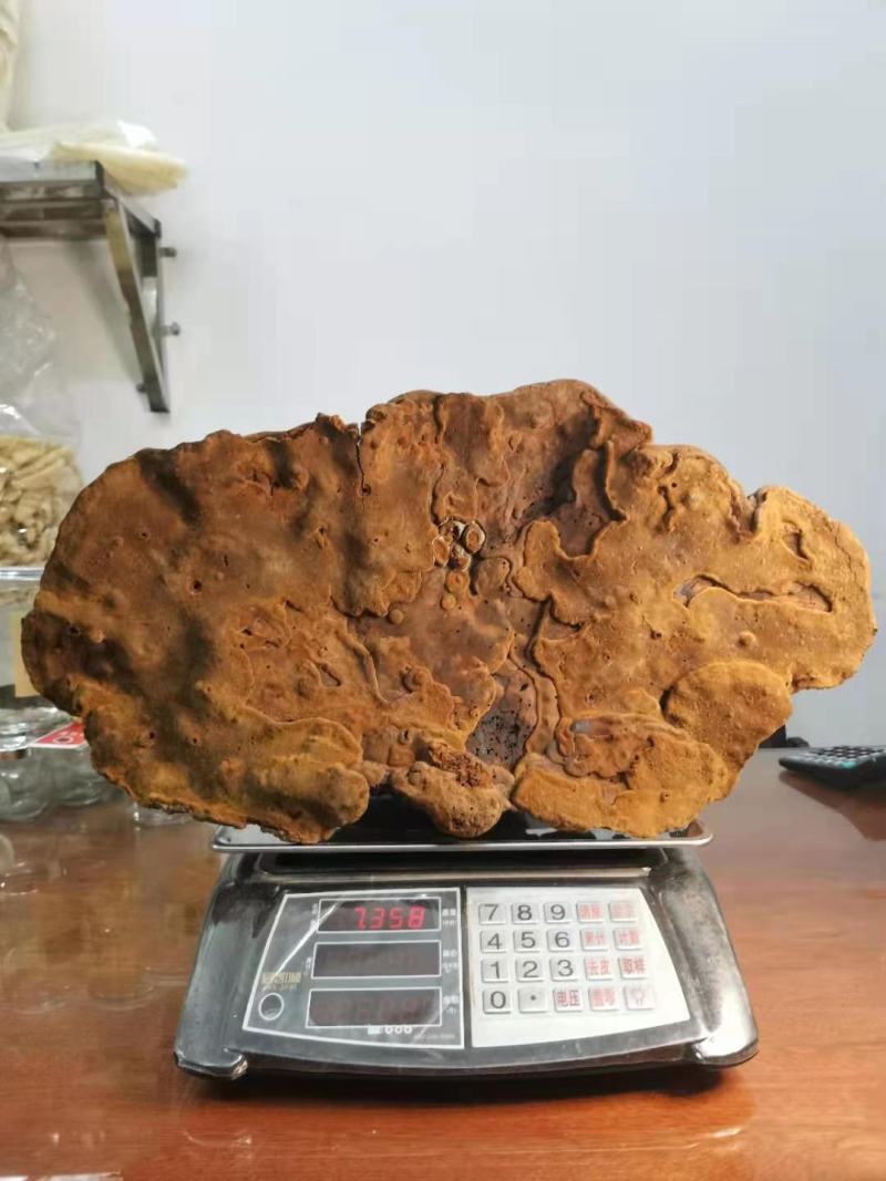 特大紫油黄——桑黄