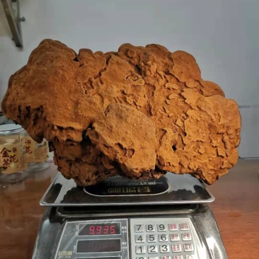 特大紫油黄——桑黄