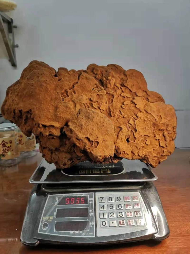特大紫油黄——桑黄