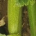 （西葫芦）小瓜