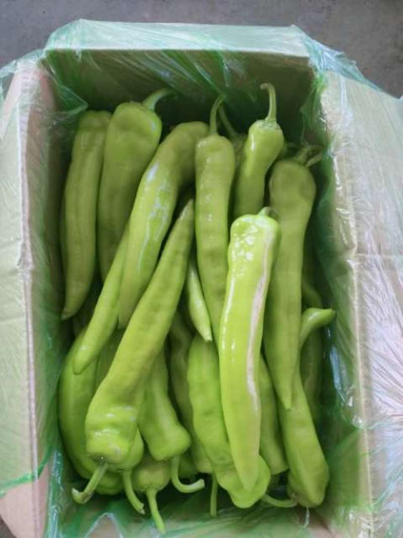 蔬菜