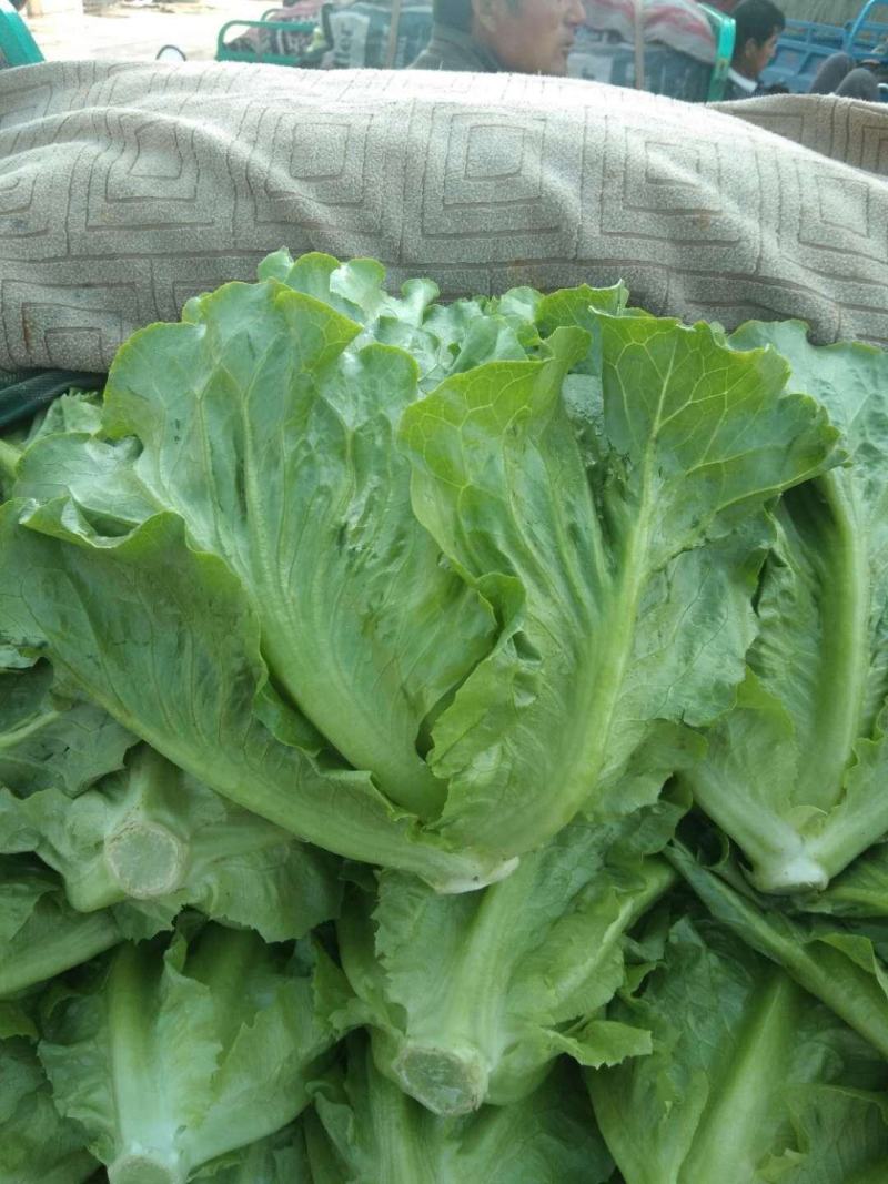 蔬菜