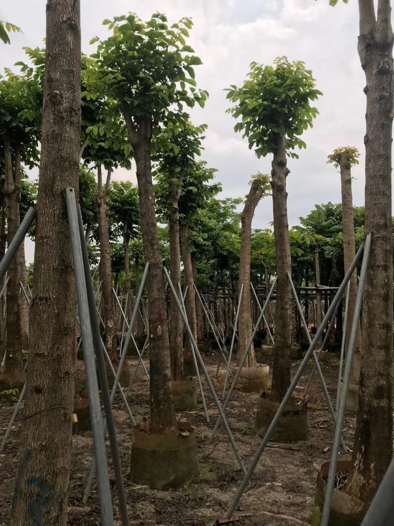 5-8分国庆花，15-18分火焰木