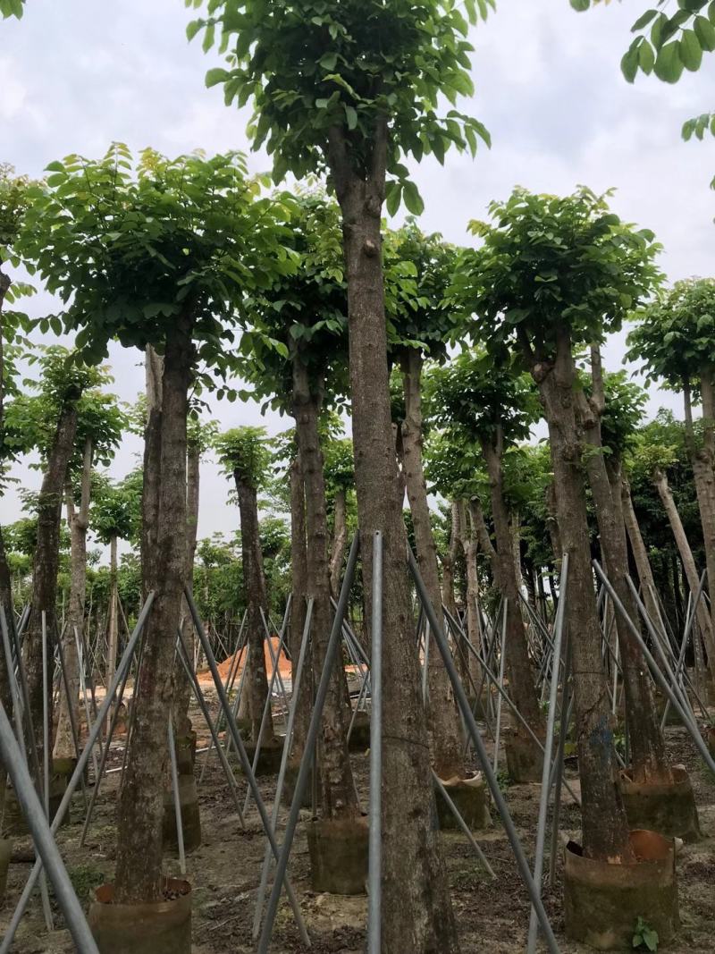 5-8分国庆花，15-18分火焰木