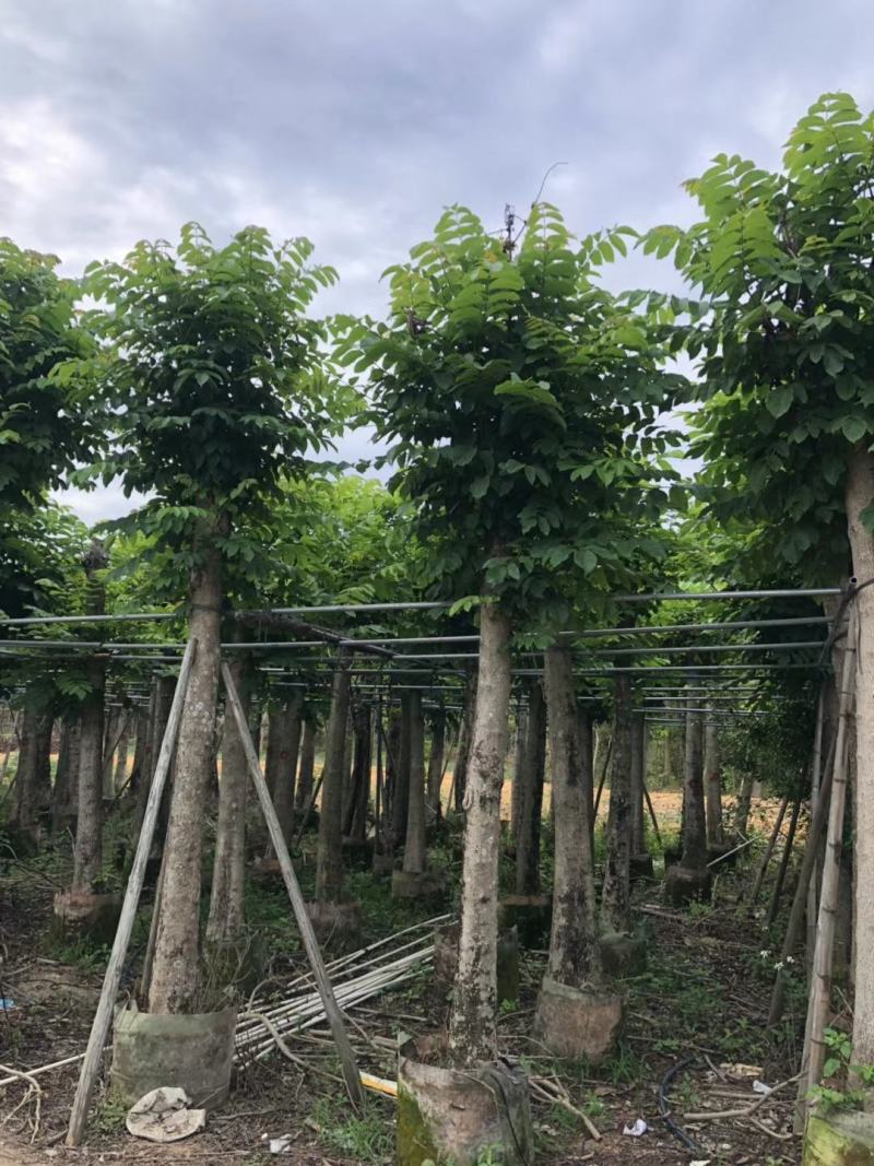 5-8分国庆花，15-18分火焰木