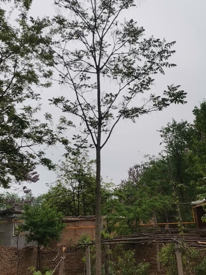 春树一棵