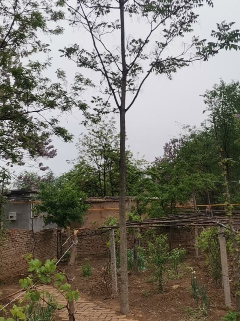 春树一棵
