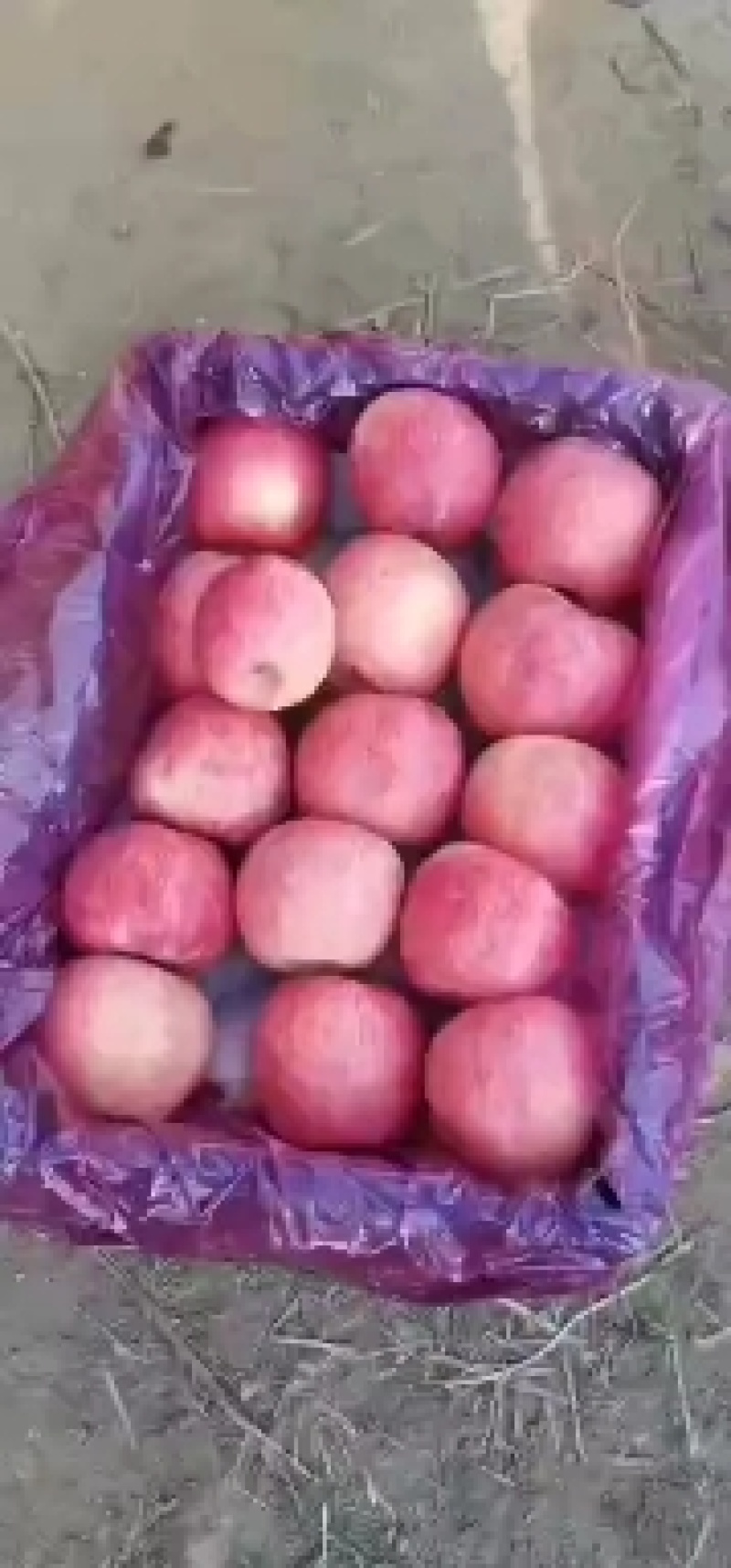 条红富士苹果大量现货需要的抓紧时间联系我随时都可以看货！