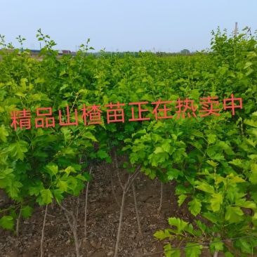 精品，山楂苗基地供应，成活率高，质量保证